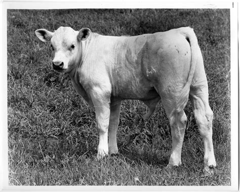 Charolais Calf - The Portal to Texas History