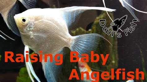 Spawning & Raising Angelfish - Super Cute Baby Fish!!! - YouTube