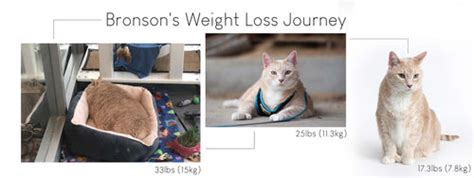 Cat Weight Loss: Creating a Healthy & Safe Diet Plan for Your Cat