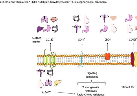 Cancer stem cells markers in solid tumors | Download Table