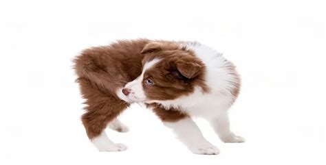 Effective Home Remedies For Dog Biting Tail- 10 Ways To Stop It