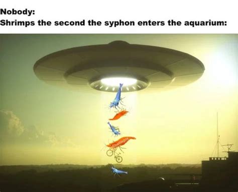 Let’s Swim With These Fish Memes (32 PICS) - Izismile.com