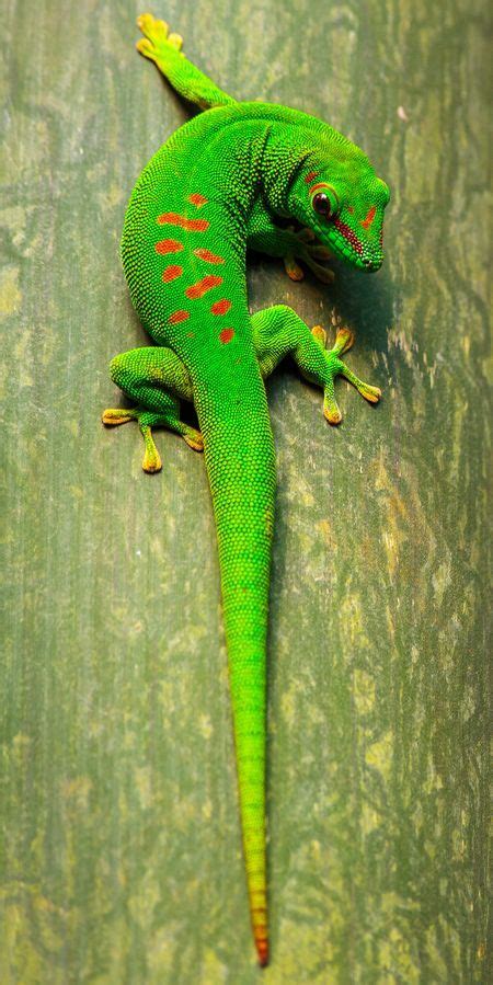 Green Gecko Photo by Tony Fernandez -- National Geographic Your Shot | nature | Pinterest ...