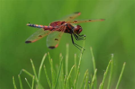 Dragonflies At Wiregrass Lake | Metroparks Toledo