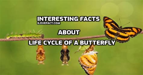 Butterfly Life Cycle: | Brilliant Facts You Probably Didn't Know - I ...