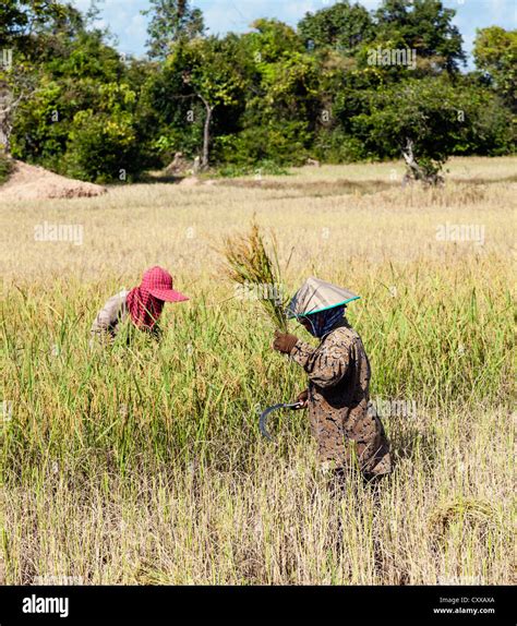 Rice harvest cambodia hi-res stock photography and images - Alamy