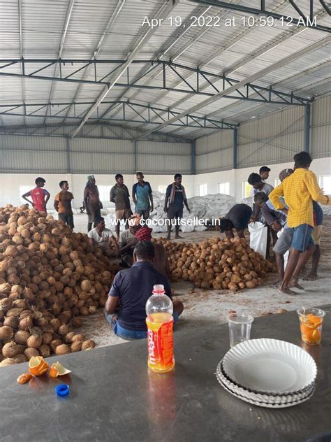 Fresh Raw Coconut Export - Coconut Seller India