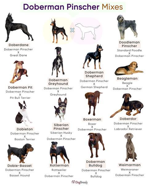 Doberman Pinscher Mix Breeds