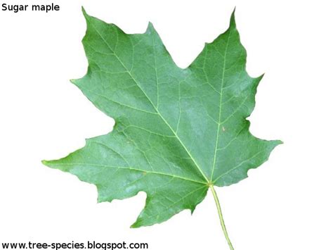 The World´s Tree Species: Sugar maple leaf