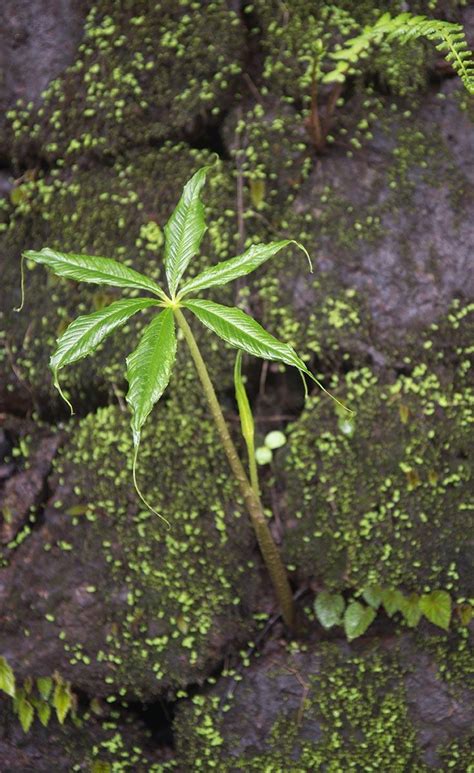 Arisaema caudatum – eFlora of India