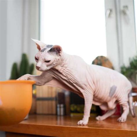 Sphynx Cat Care Made Simple | Everything You Need to Know