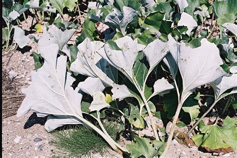 The green upper (adaxial) side of Tussilago farfara leaves and their ...