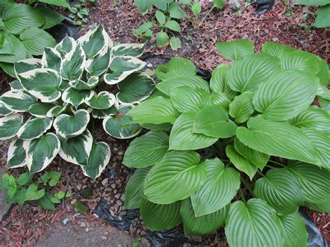 Hostas,perennial,garden,plants,shade plants - free image from needpix.com