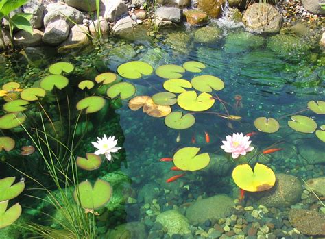 Koi pod with lily pads | Nature aesthetic, Beautiful nature, Nature photography