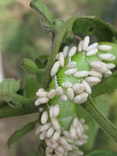 Tomato Hornworm with larva...yikes! | Tomato hornworm, Hornworm, Garden ...