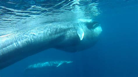 A New Whale Species Is Discovered in the Wild – Woods Hole Oceanographic Institution