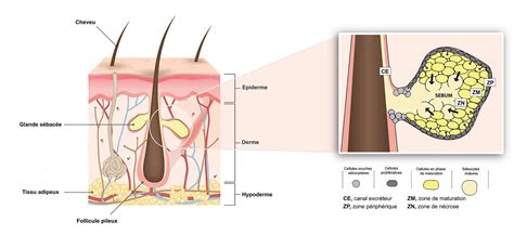 Physiology and functions of the sebaceous gland - Bioalternatives