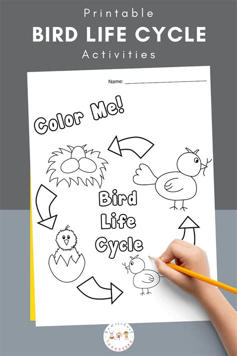 Life Cycle of a Bird for Kids in 2024 | Birds for kids, Bird crafts preschool, Birds ...