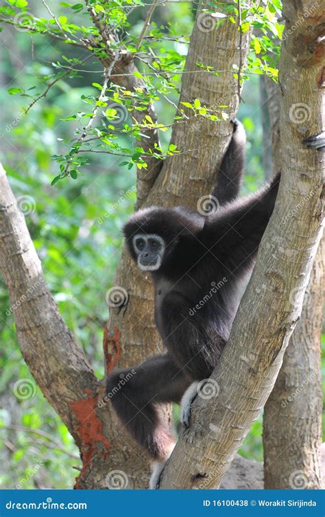 Black Gibbon stock photo. Image of animal, mammal, nature - 16100438