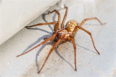 Spider Bites Treatment: Emergency and Preventative Care