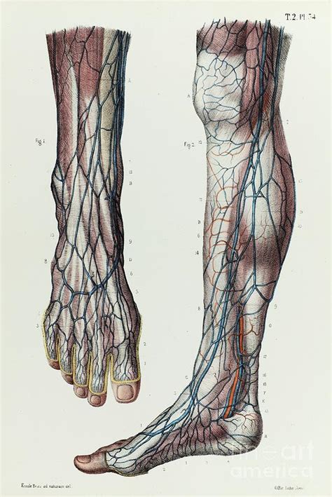 Lower Leg And Foot Veins Photograph by Science Photo Library - Fine Art America