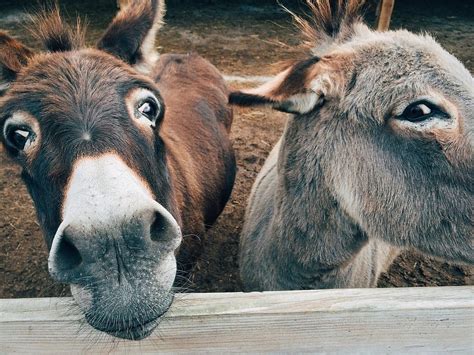 El burro mexicano, un animal en peligro de extinción - México Desconocido