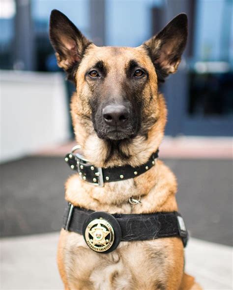 K-9 Ferrah, Belgian Malinois (4 y/o), 2017 CES, Las Vegas, NV • "She's a member of the Elite ...