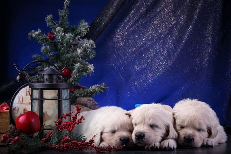 Download Baby Animal Decoration Christmas Sleeping Cute Golden Retriever Dog Animal Puppy 4k ...