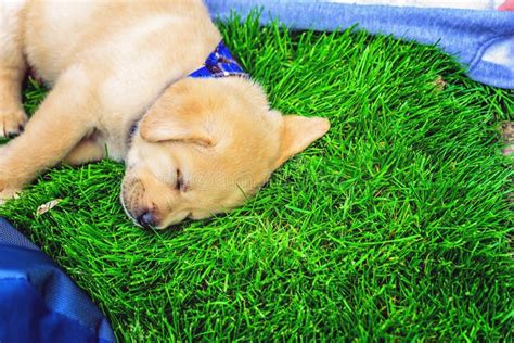 Labrador puppy sleeping stock photo. Image of summer - 70072076