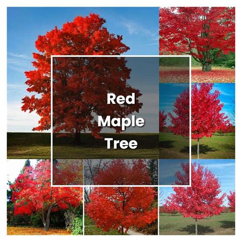 How to Grow Red Maple Tree - Plant Care & Tips | NorwichGardener