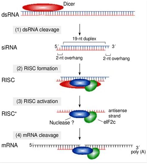 Current model for RNA interference. RNAi process can be divided into... | Download Scientific ...