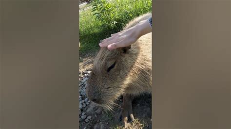 Trying different methods to pet a capybara - YouTube