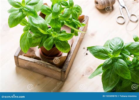 Organic Fresh Basil Plant in Pot, Home Gardening, Plant Care Stock ...
