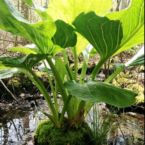 SWAMP PLANT! | Nature animals, Nature, Plant design