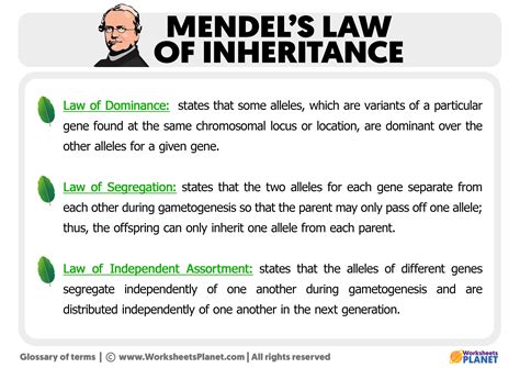 What is Mendel's law