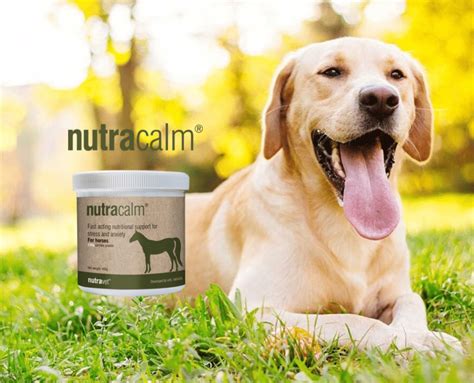 Nutracalm for Dogs Review (2023) - Cure Dog Anxiety! - We Love Doodles