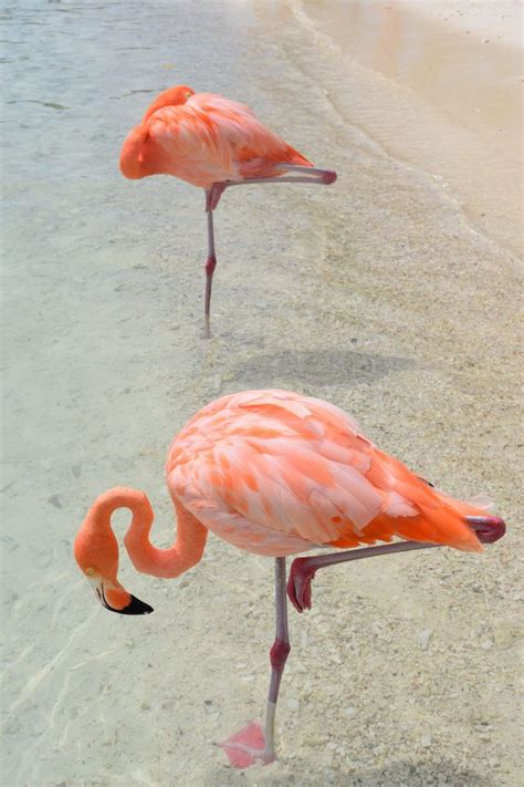 How to Visit Flamingo Beach | Flamingo beach, Flamingo, Caribbean beaches