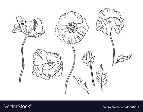 Hand drawing poppies flowers for greeting card Vector Image