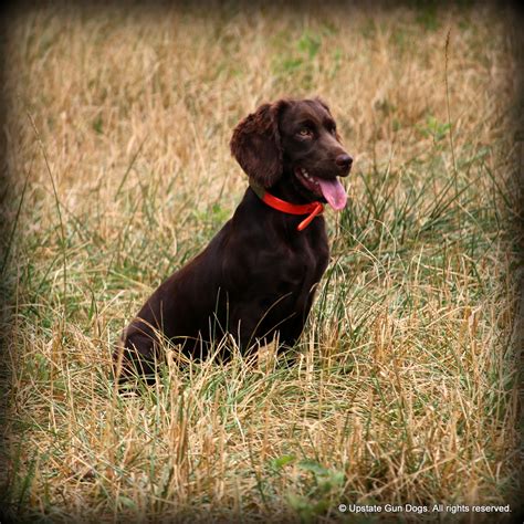 Boykin Spaniel History – Boykin Spaniels and other Gun Dogs Available ...