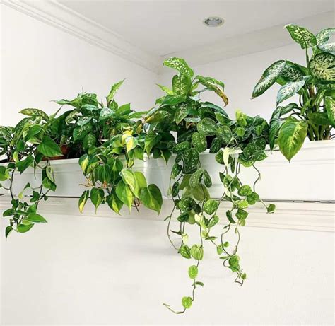 Best Hanging Plants Indoor | Simple Guide - Indoor Plants World