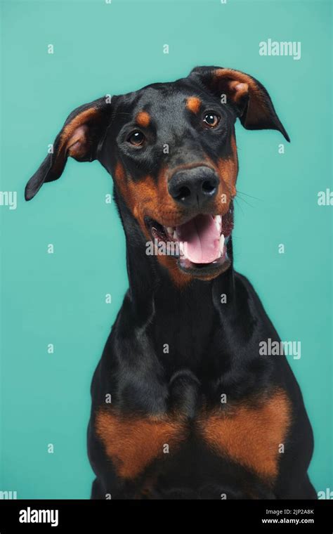 doberman pinscher, doberman pinschers Stock Photo - Alamy