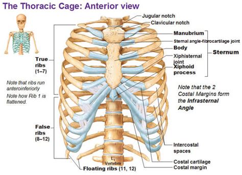 Sternum - Anatomy, Fracture, Pain and Location