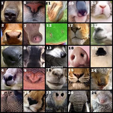 animal noses Pictures, animal noses Images, animal noses Photos, animal ...