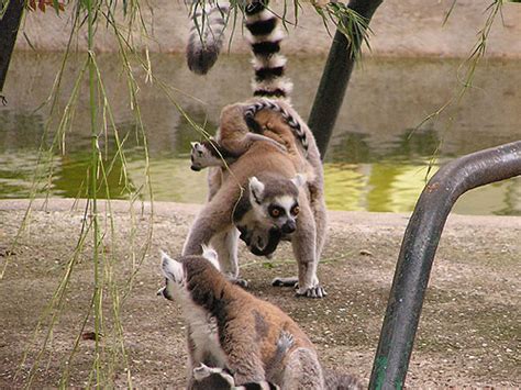 The animals at Zoo Barcelona in Barcelona, Spain