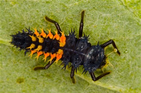 Larvae of a ladybug | Larvae of a ladybug | Rainer Hungershausen | Flickr