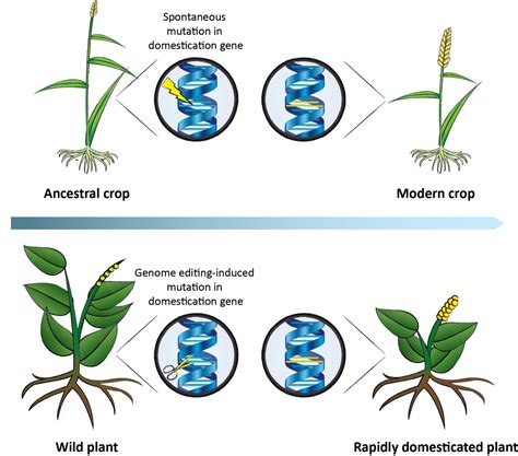 Want more crop variety? Researchers propose using CRISPR to accelerate ...