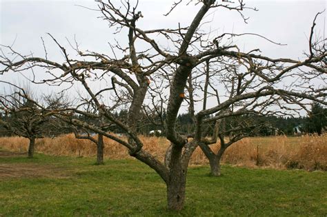 How to Prune an Old Apple Tree - Barbolian Fields