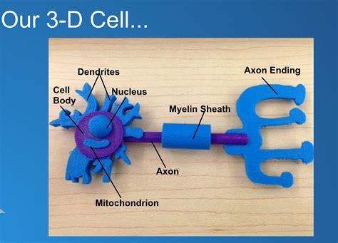 Designing & #3DPrinting Cell Models in the Gr. 8 Science Classroom | Cell model project, Cell ...