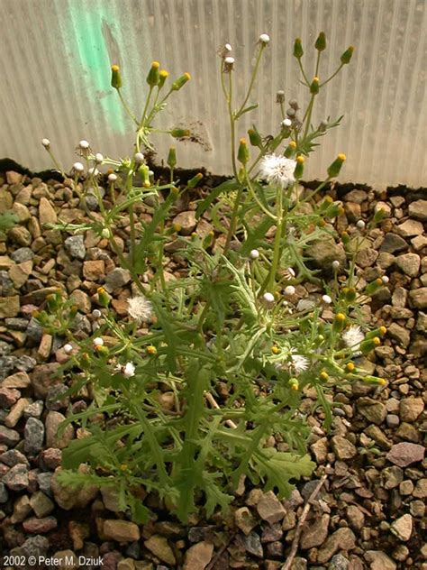 Senecio vulgaris (Common Groundsel): Minnesota Wildflowers