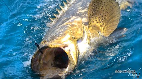 Goliath Grouper Fishing - YouTube